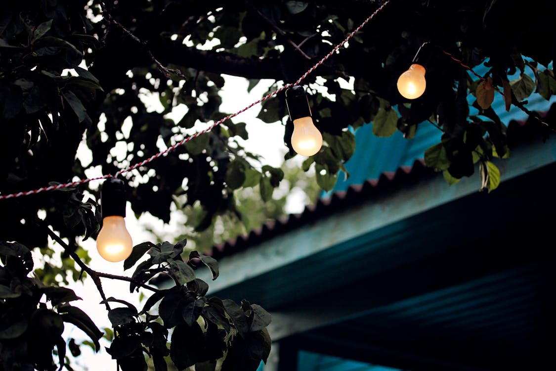 Free Shallow Focus Photography of String Lights on Tree Stock Photo
