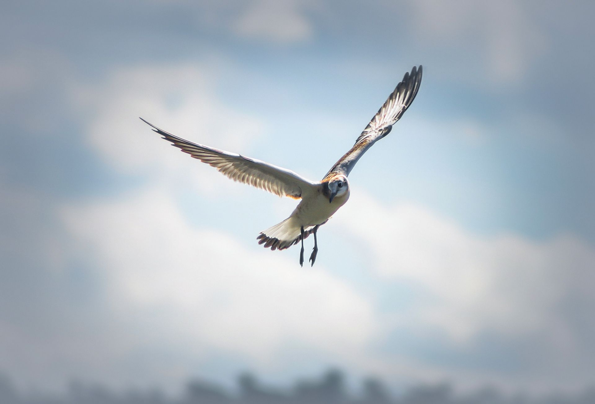 Close-up of a laughing gull in flight against a bright, cloudy sky.