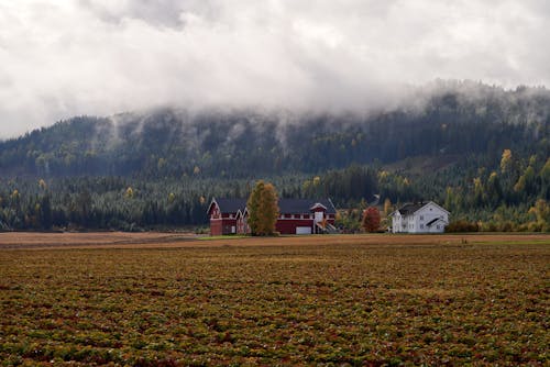 Gratis stockfoto met akkerland, boerderij, landbouw