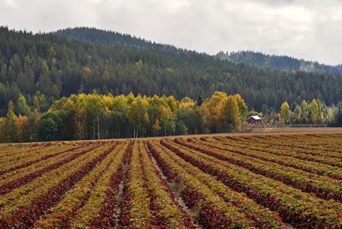 Foto profissional grátis de agricultura, área, colinas