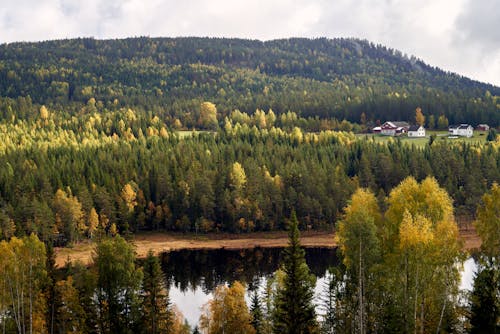 Základová fotografie zdarma na téma divoký, dřevo, hory