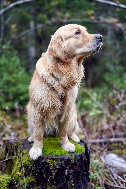 Close-Up Shot of a Golden Retriever Dog