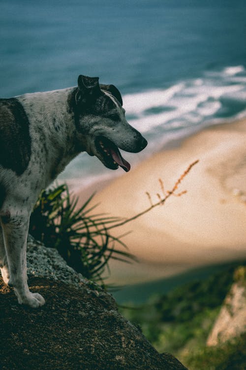 Close-up of a Dog with Sea in the Background 