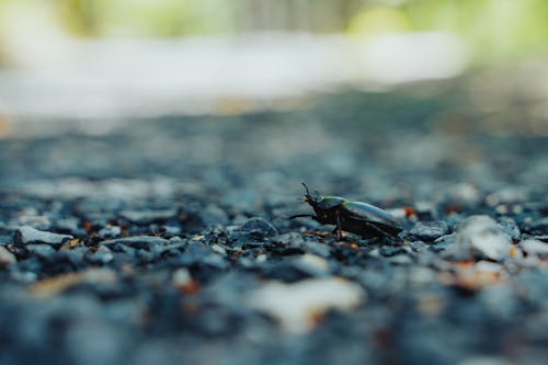 Foto stok gratis beetle, fokus selektif, fotografi serangga