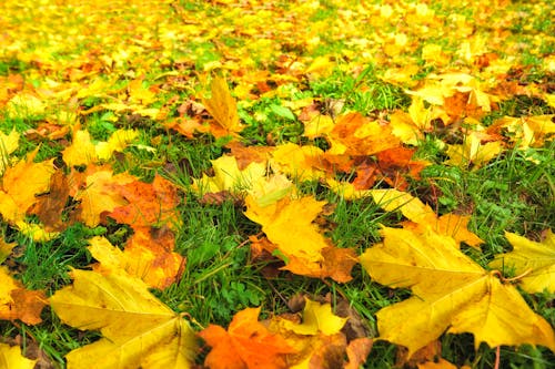 Gratis Immagine gratuita di alberi, autunno, autunno dorato Foto a disposizione
