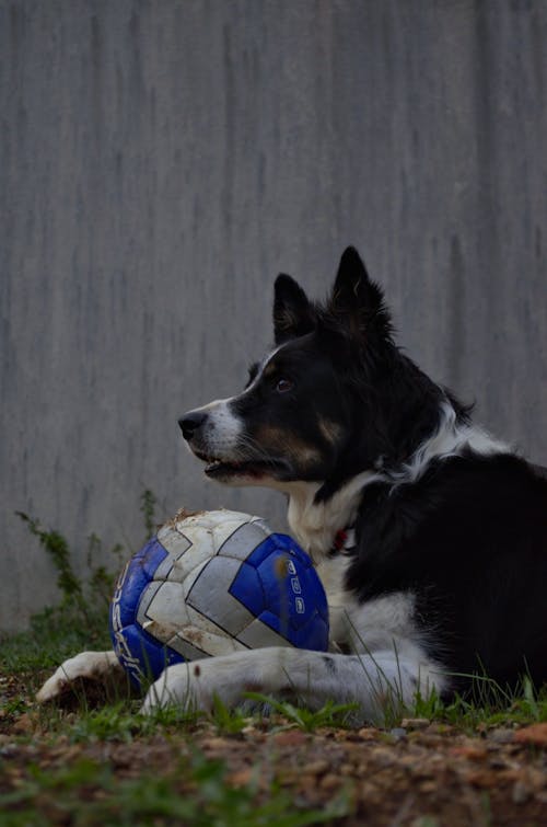 Kostnadsfri bild av boll, djur, fotboll