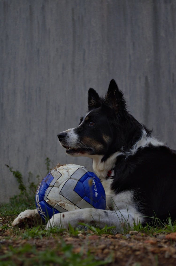 A Dog Lying With A Ball