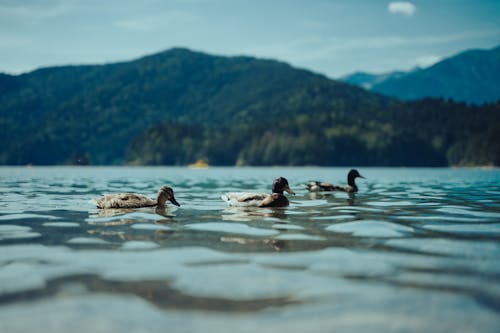 Ducks in Body of Water
