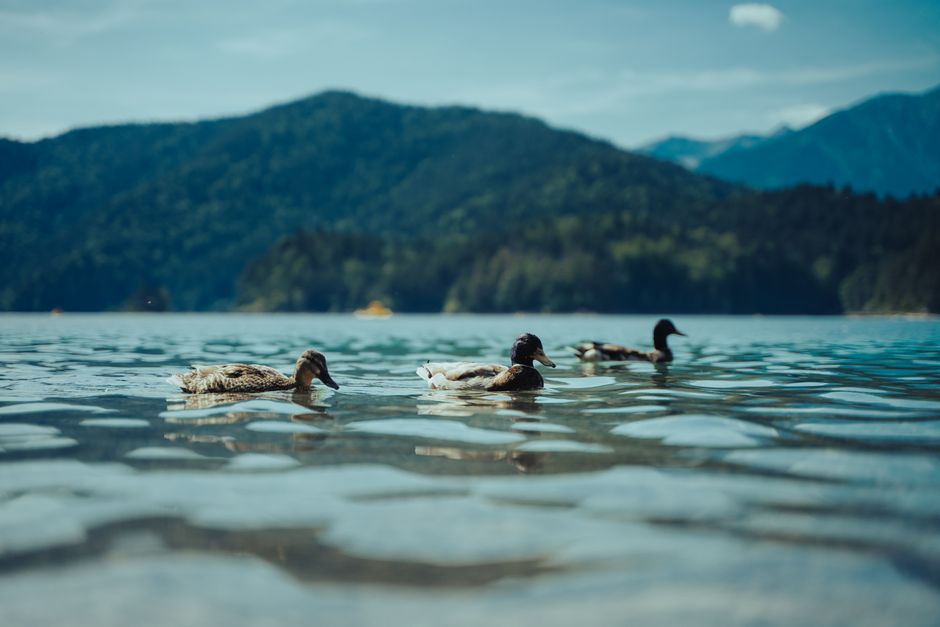 Three ducks glide across a serene mountain lake under a sunny sky.