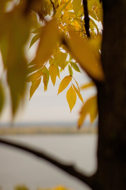 Gratis stockfoto met bladeren, herfst, omvallen