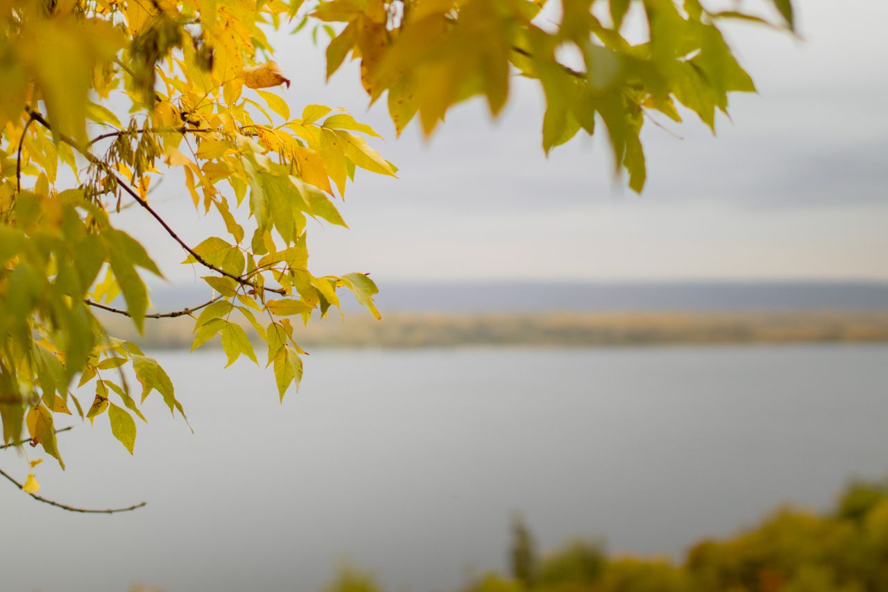 golden autumn leaves with a serene lake in the background capturing th
