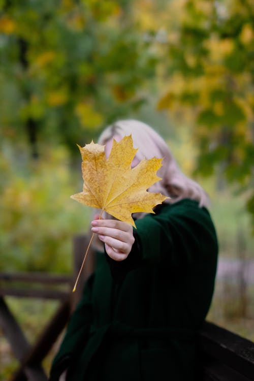 Person Holding Yellow Maple Leaf