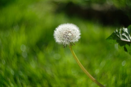 Foto d'estoc gratuïta de bellesa natural, dent de lleó, enfocament selectiu