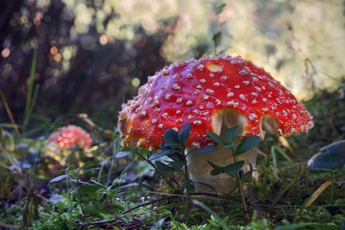 Gratuit Photos gratuites de champignon, champignon vénéneux, fermer Photos