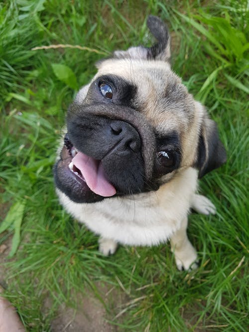 Foto profissional grátis de cachorro, esfregonas