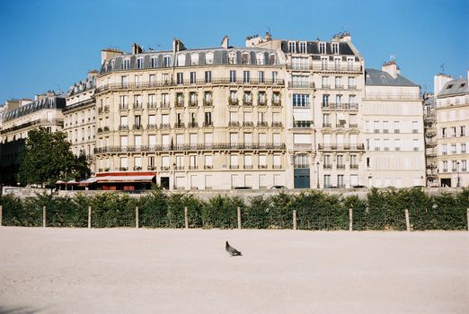 A pigeon walks in front of traditional Parisian buildings under a clear blue sky.
