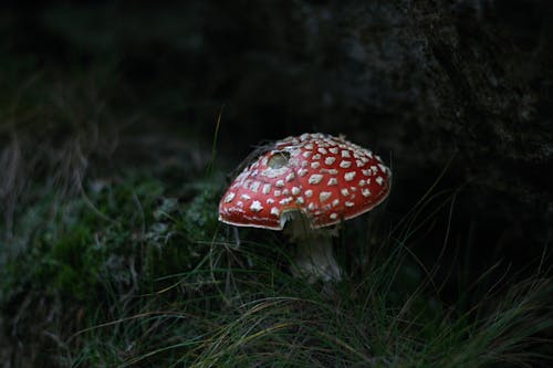 Red Toadstool Beside a Rock