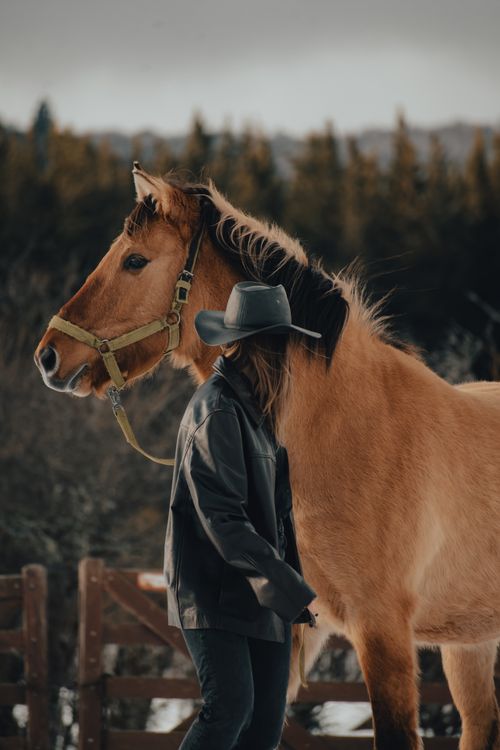 Free A woman in a cowboy hat and leather jacket stands beside a brown horse in an outdoor setting. Stock Photo