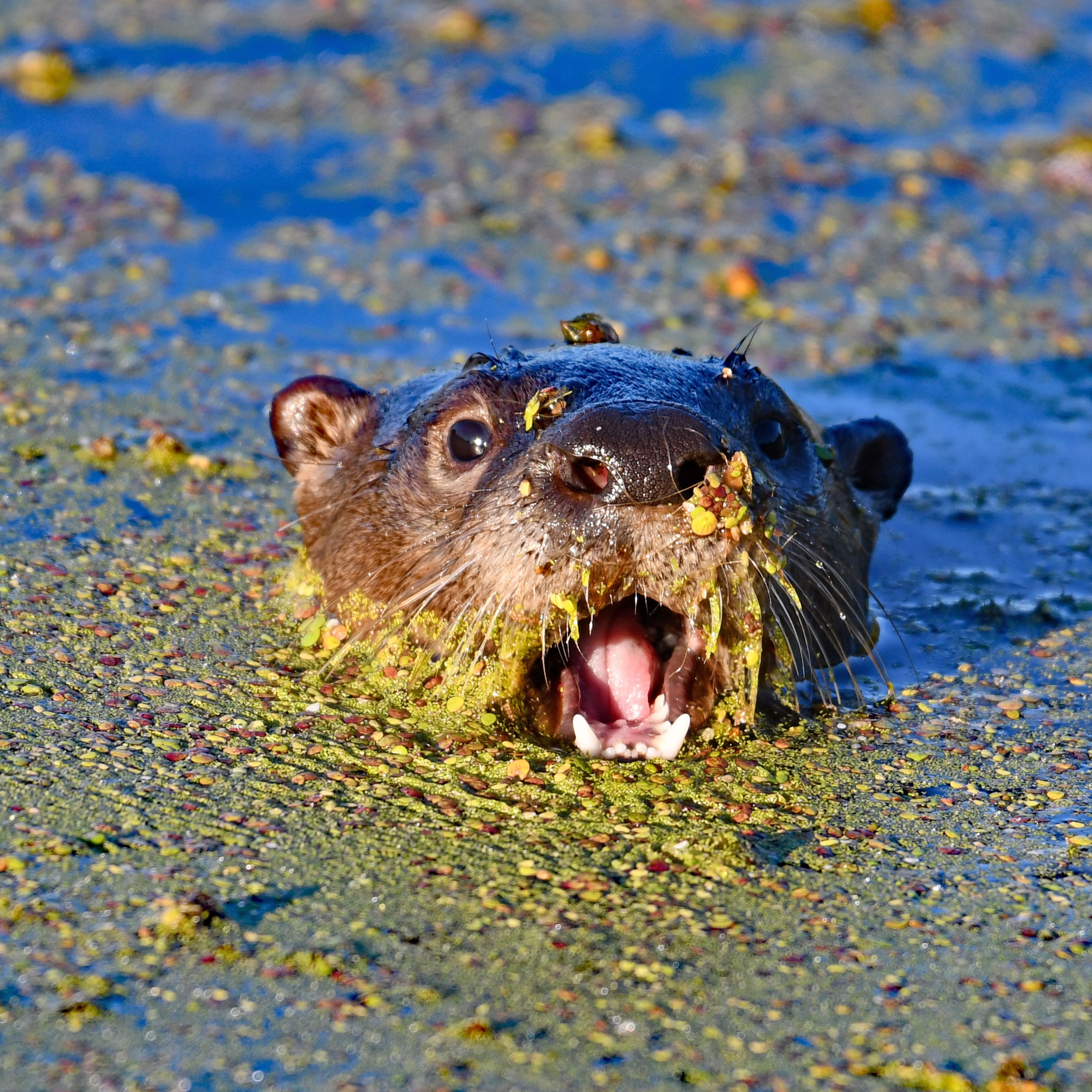 Close Up Photo of a Rodent on Wetland · Free Stock Photo