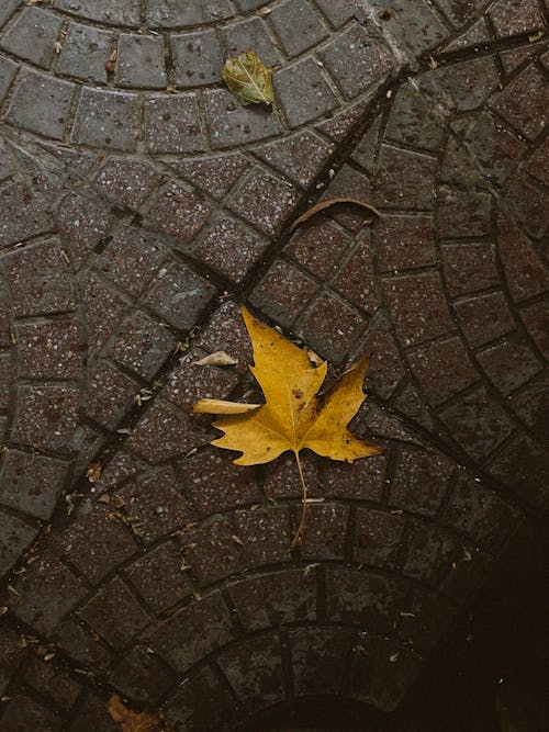 Yellow Maple Leaf on the Ground