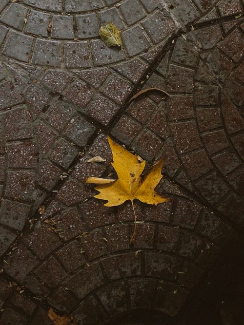 Free A single yellow maple leaf on a damp cobblestone path, capturing the essence of fall. Stock Photo