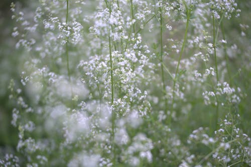 White Flowers in a Meadow 