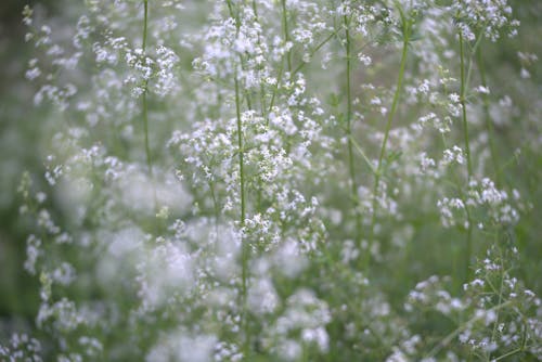 Foto d'estoc gratuïta de enfocament selectiu, flors, frescor