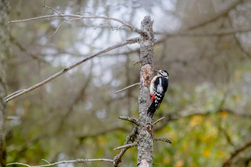 Great Spotted Woodpecker Bird on a Tree Trunk 