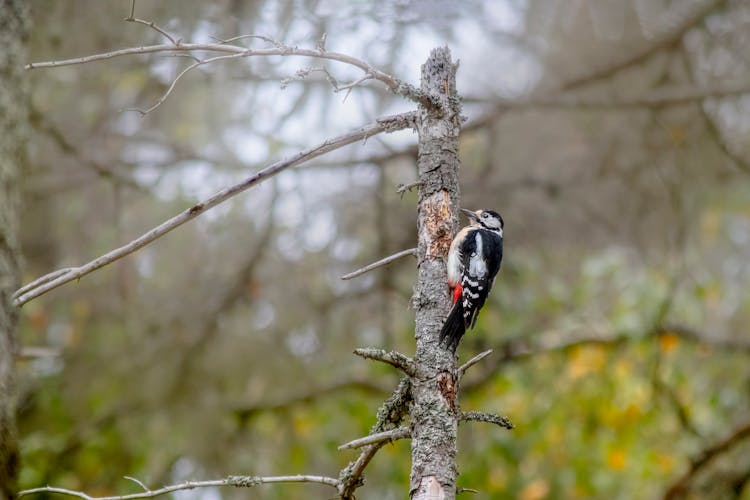 Great Spotted Woodpecker Bird On A Tree Trunk 