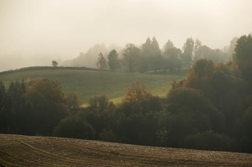 Foto stok gratis alam, berkabut, musim gugur