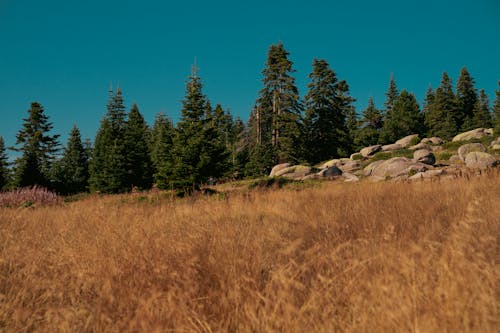 View of a Meadow and Coniferous Trees on a Hills under Blue Sky 