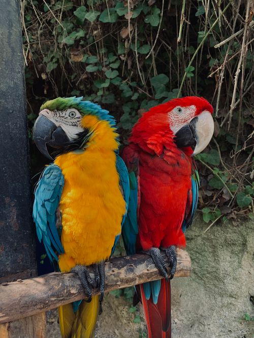 Free Colorful blue and scarlet macaws perched together in a natural setting. Stock Photo