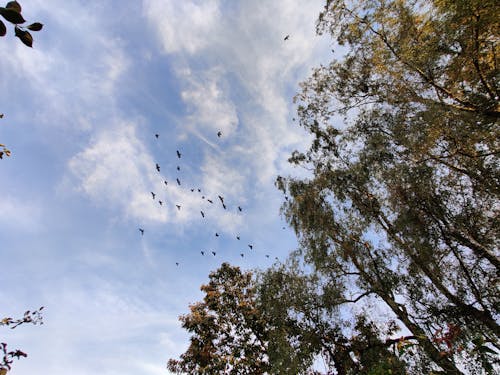 Kostnadsfri bild av grupp, kväll, molnig himmel