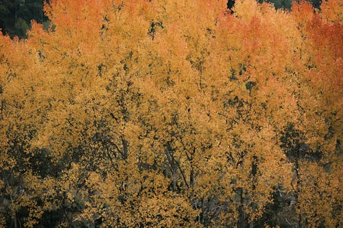 Безкоштовне стокове фото на тему «високий кут зору, дерева, жовтий»