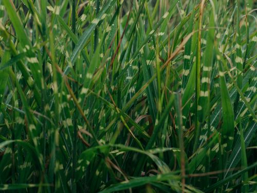 Free Detailed view of green zebra grass blades with rain droplets, showcasing natural foliage texture. Stock Photo