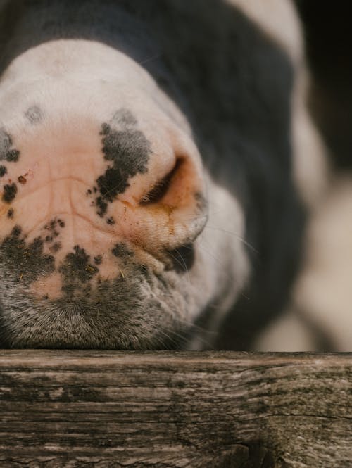 Close Shot of a Cows Snout