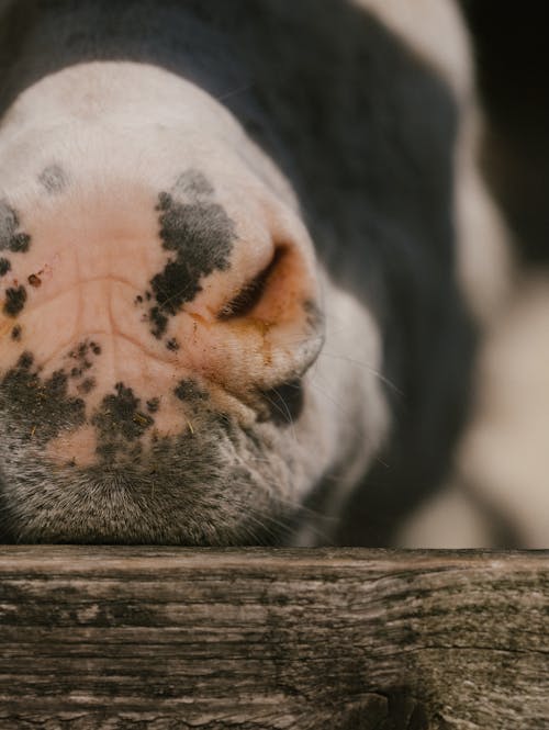 Photos gratuites de animal de compagnie, fermer, mise au point sélective