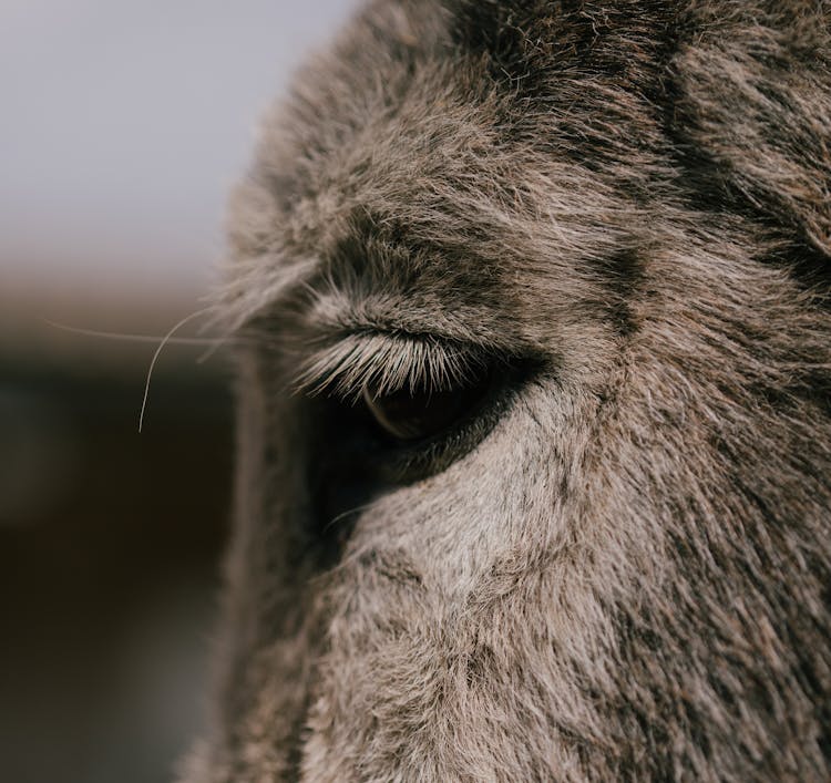 Close Up Photo Of A Horse's Eye