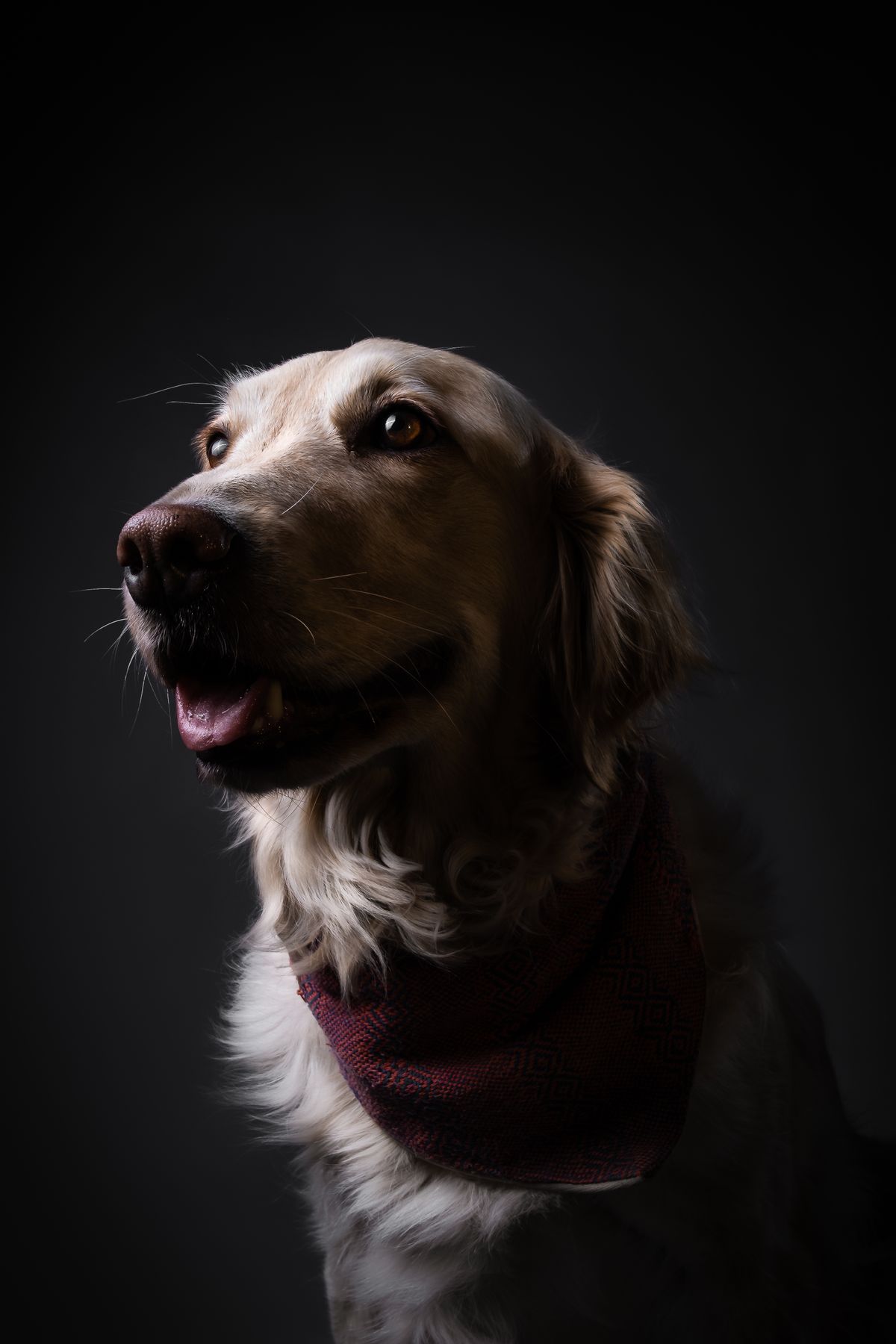 Amazypet hero