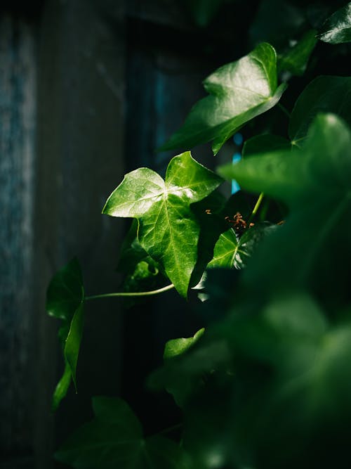 Green Leaf Plant in Close Up Photography