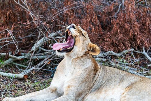 A lioness yawning in her natural surroundings, displaying powerful jaws.