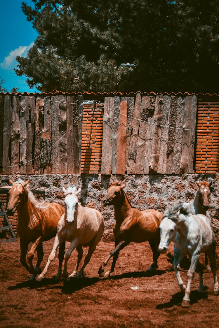 A Horses Running Together 