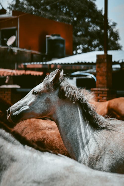 Close-Up Photo of White Horse
