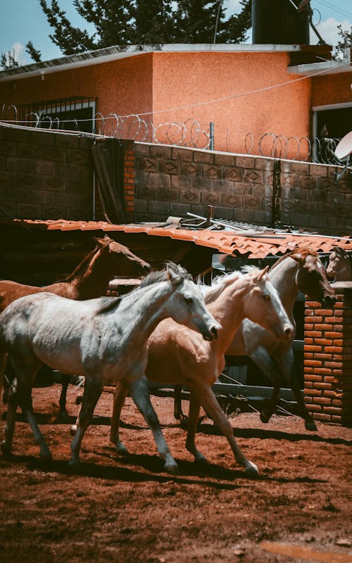 Photo of Galloping Horses