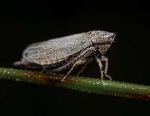 Close up of a Moth