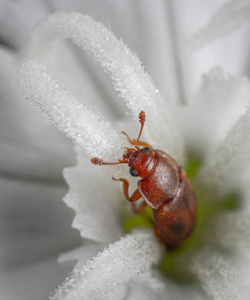 Close-Up Shot of a Beetle