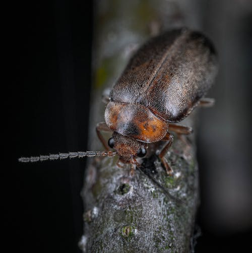 Close-up of a Bug 