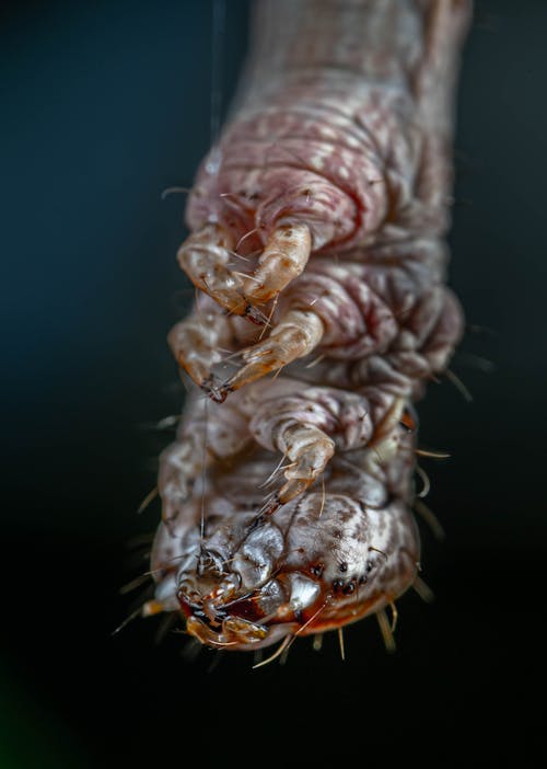 Ücretsiz böcek, dikey atış, doğa içeren Ücretsiz stok fotoğraf Stok Fotoğraflar