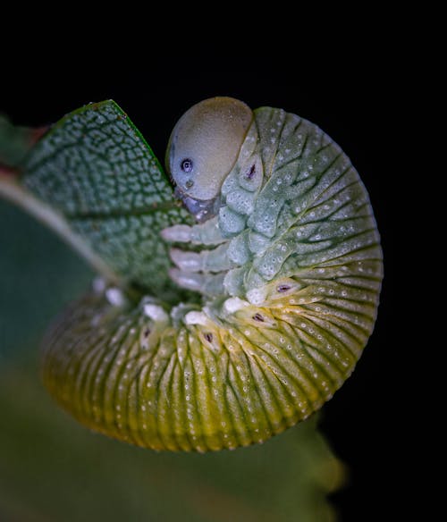 A Macro Shot of a Caterpillar Eating a Leaf
