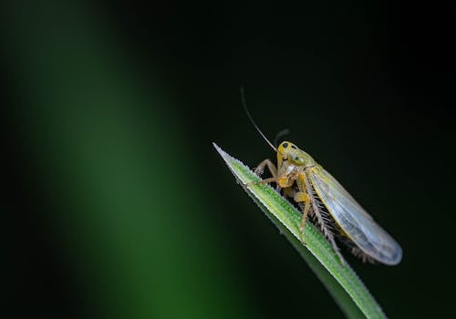 Close-Up Shot of a Macrosteles